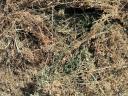 Round baled hay and lucerne for sale