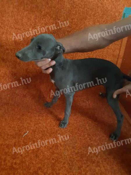 Cățeluș de tip Whippet