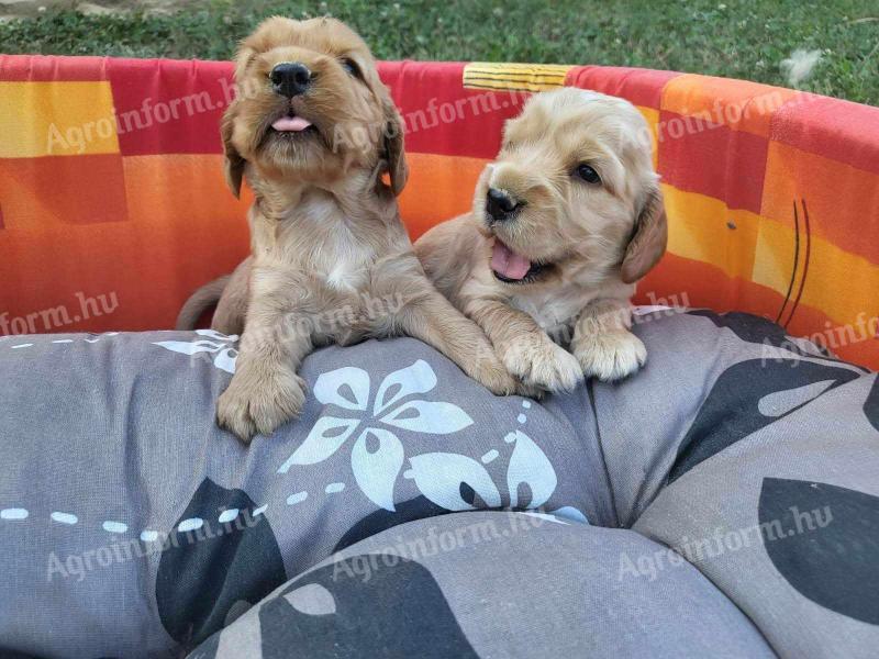 Ein Hund vom Typ Spaniel bewegt sich