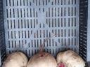 Beetroot for pickling