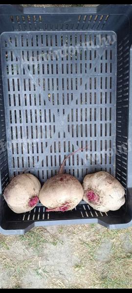 Beetroot for pickling