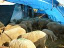 Sheep and rams for sale