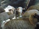 Sheep and rams for sale