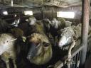 Sheep and rams for sale