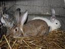 Rabbit: young mixed rabbits for sale