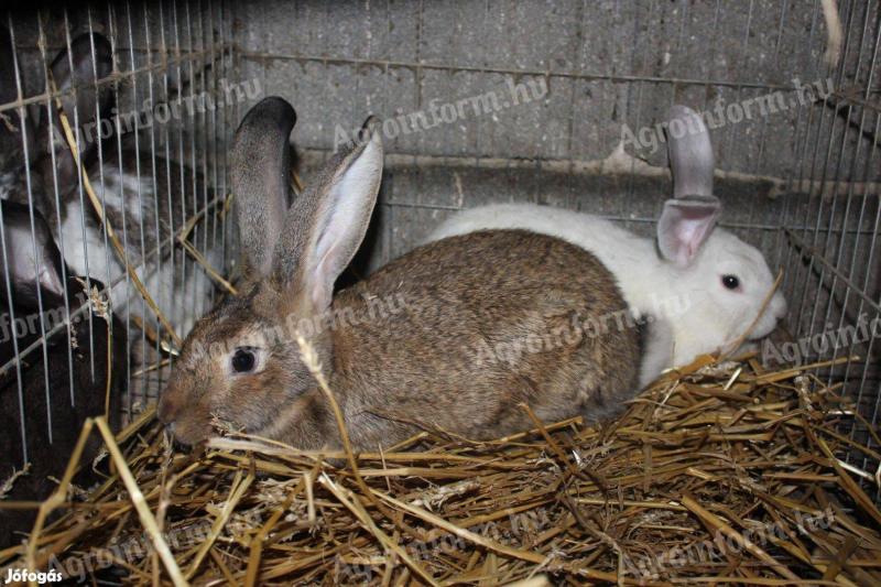 Kaninchen: junge gemischte Kaninchen zu verkaufen