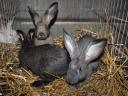 Rabbit: young mixed rabbits for sale