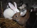 Rabbit: young mixed rabbits for sale