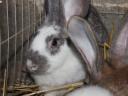 Rabbit: young mixed rabbits for sale