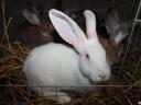 Rabbit: young mixed rabbits for sale