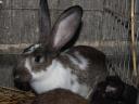 Rabbit: young mixed rabbits for sale