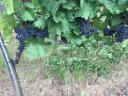 Blue Franc (high quality) wine grapes for sale