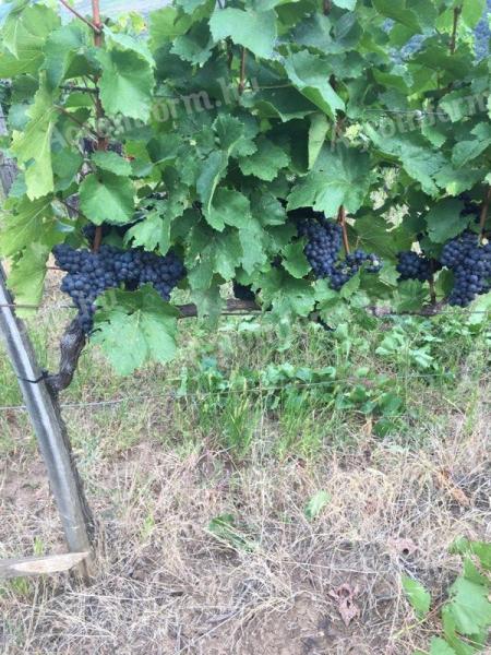 Blue Franc (de înaltă calitate) struguri de vin de vânzare