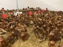 Pre-vaccinated Nick Brown laying hens