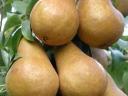 Bosc cobac pear for sale