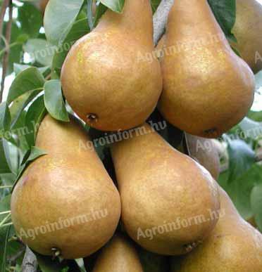 Bosc cobac pear for sale