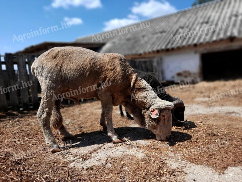 Merino baran, ovca