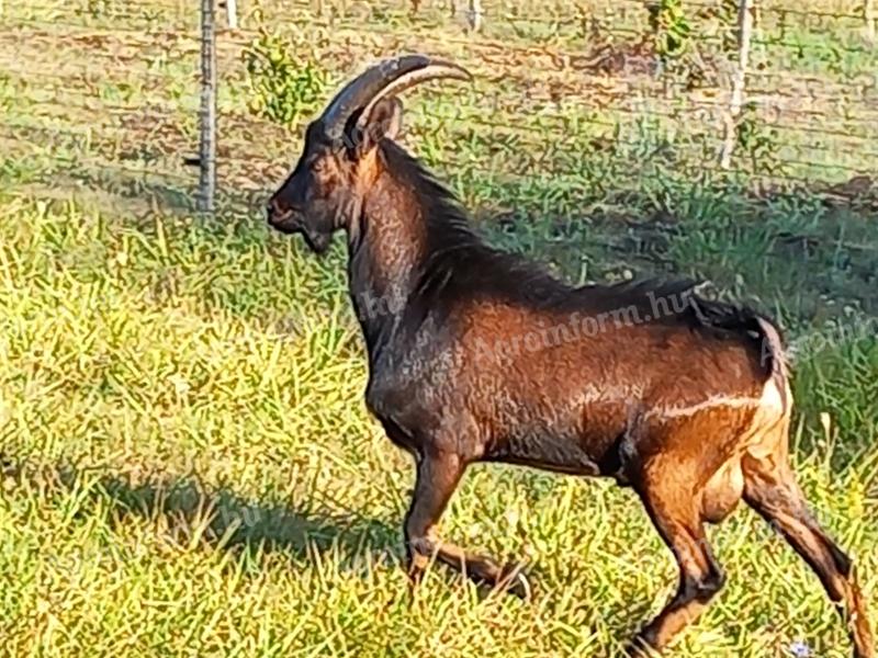 Kaczki alpejskie i jaki na sprzedaż