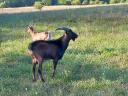 Alpenbock und Trockenfleisch zu verkaufen