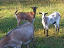 Alpenbock und Trockenfleisch zu verkaufen