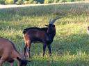 Alpine bucks and yaks for sale