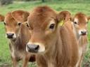 High quality Jersey cow's milk A2 for sale