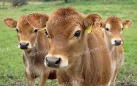 High quality Jersey cow's milk A2 for sale