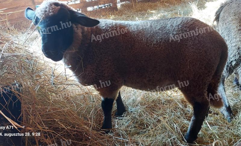 Tohtoročné jahňatá zo Suffolku na predaj