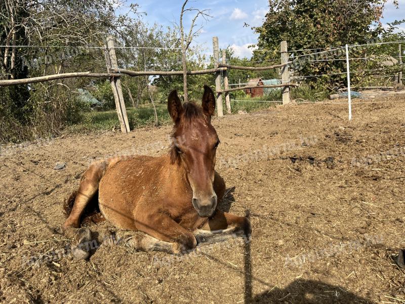 Shagya Arab half-breed