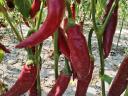 Hot peppers for sale