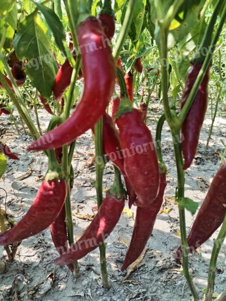 Hot peppers for sale