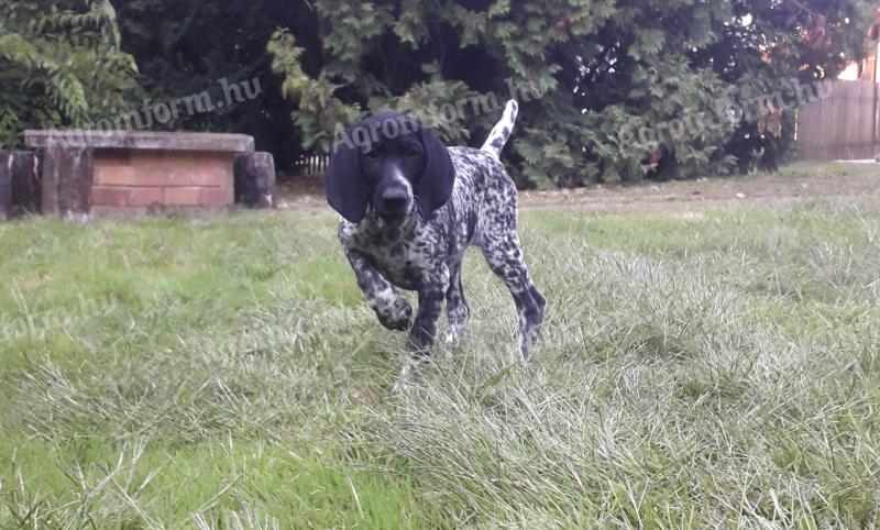 Premium pedigree German Shorthair Vizsla puppies for sale