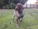 Premium pedigree German Shorthair Vizsla puppies for sale