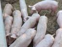 Piglets for sale