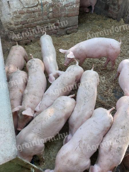 Piglets for sale