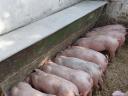 Piglets for sale