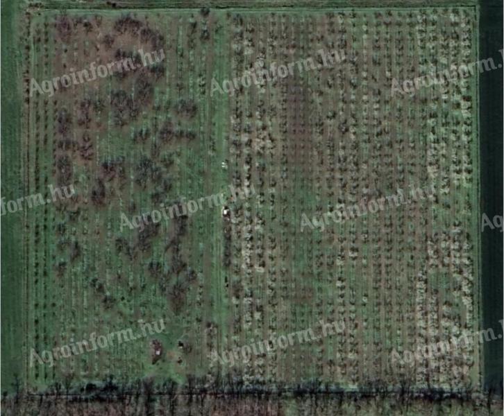 5 hectares of orchard for sale in Kisújszállás