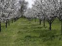 5 hectares of orchard for sale in Kisújszállás