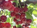 5 hectares of orchard for sale in Kisújszállás