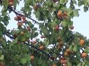 5 hectares of orchard for sale in Kisújszállás