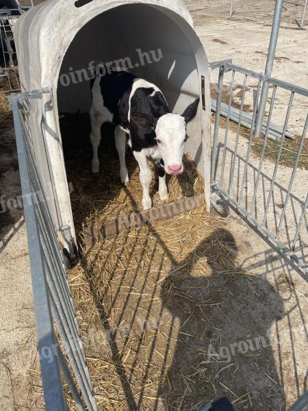 F1 bull calves