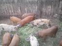 Piglets for sale