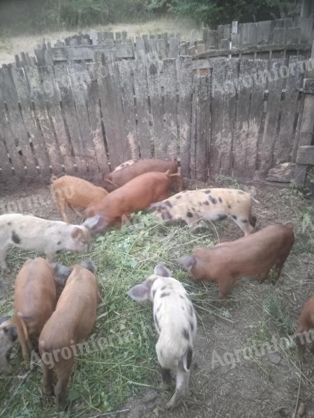 Piglets for sale