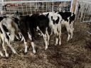 10 10 week old beef bull calves for sale