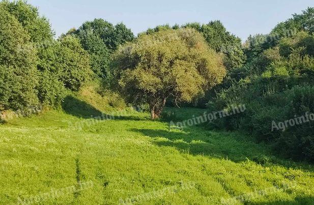 Eger külterületén 10 hektáros erdősült völgy eladó