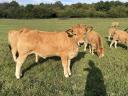 Aubrac breeding females available for pre-order