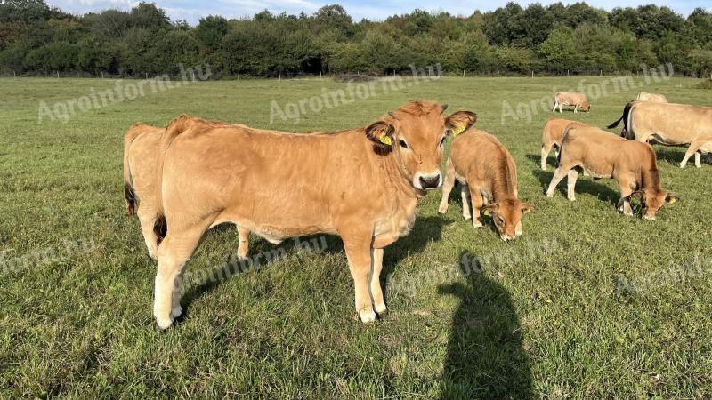 Samice hodowlane Aubrac dostępne w przedsprzedaży