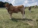 Aubrac breeding females available for pre-order