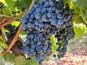 Chardonnay and kékfrankos grapes for sale