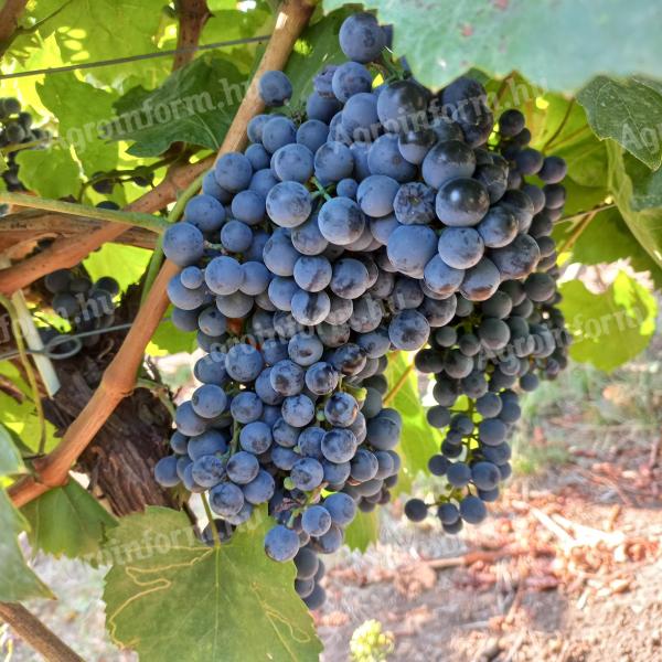 Chardonnay and kékfrankos grapes for sale